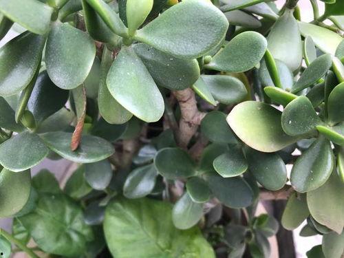 扶桑花是真的爆料的吗视频,视频爆料背后的真实故事